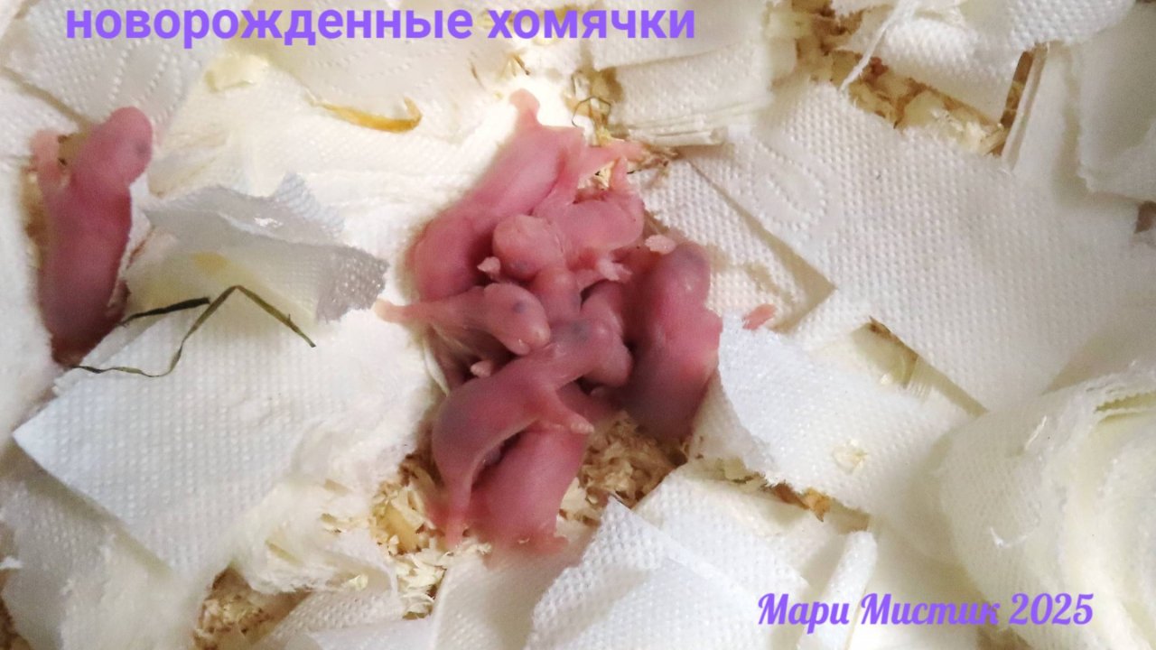СТРАННОЕ поведение МАМЫ новорожденных ХОМЯЧАТ 25.08.25 #сирийский_хомяк