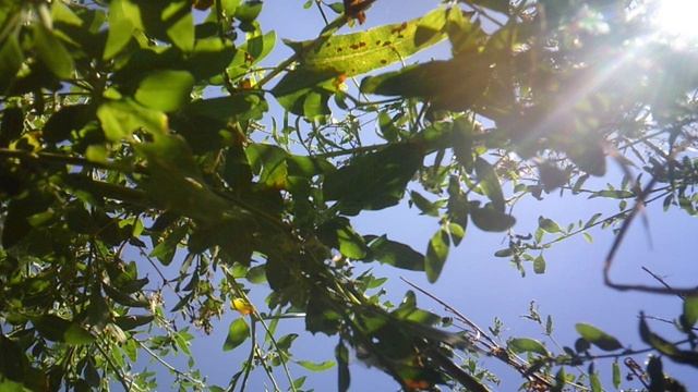 Уборка сорняков с саду - фрагмент