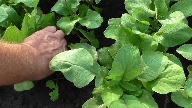 Редис в конце лета