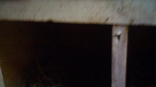 Обзор куриного урожая