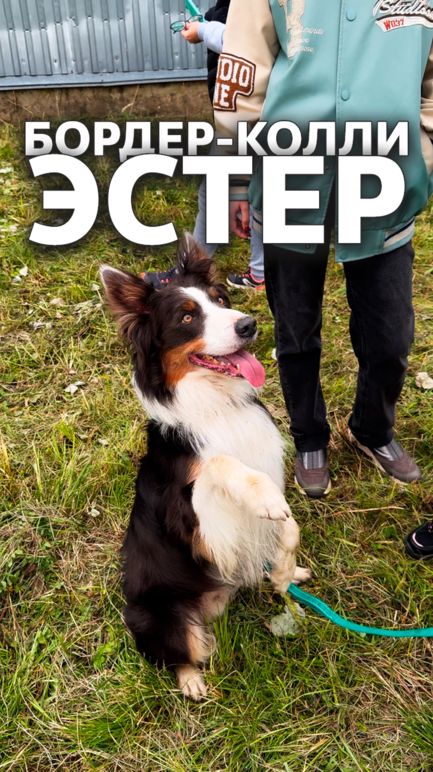 Чудеса дрессировки 🐕 #собака