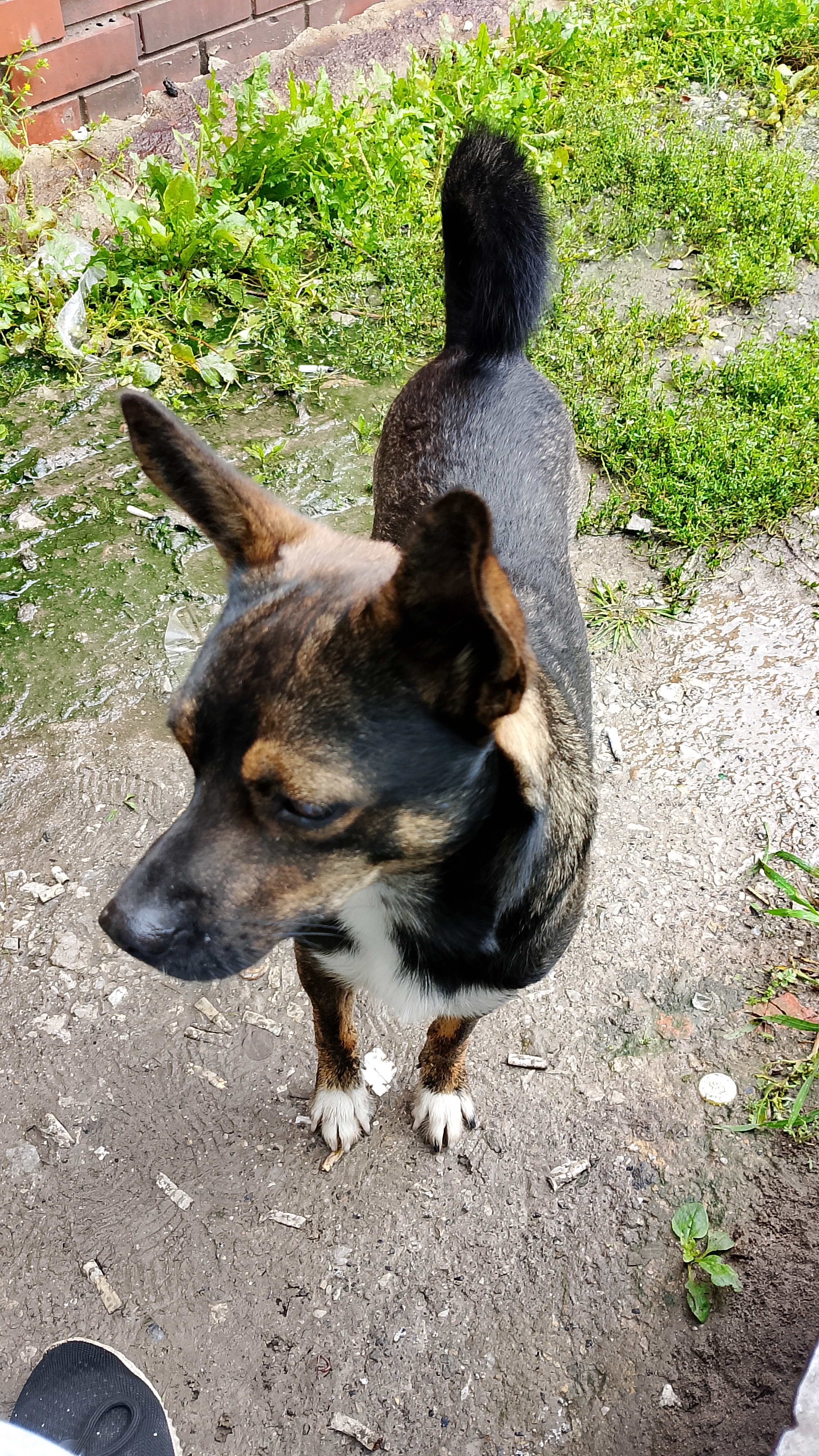 Добрые люди и бездомные животные, с надеждой в душе!