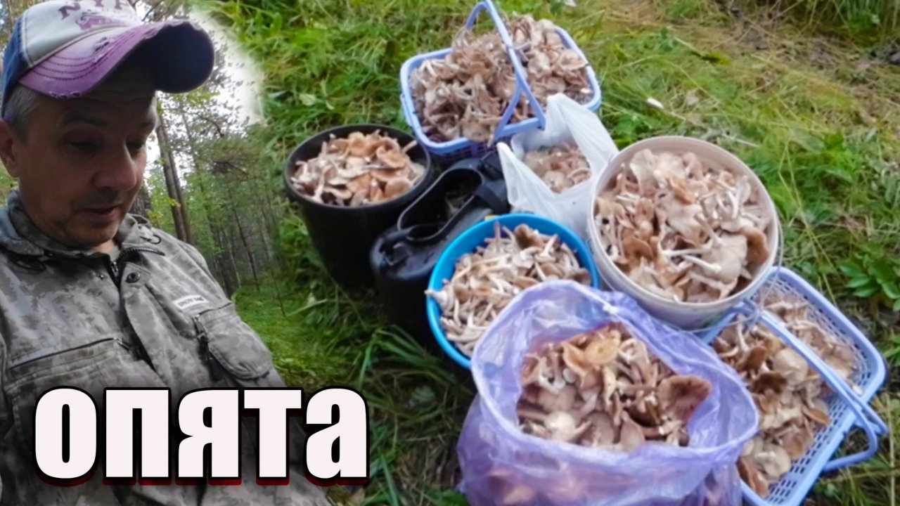 Опята. Осеннее безумие.Грибы опята в Сибири 2025г.
