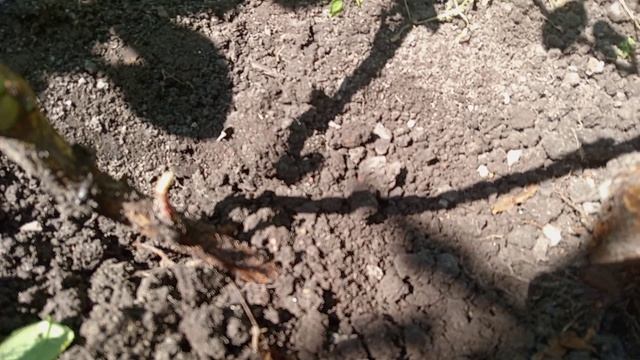 У РОЗЫ ЛИСТЬЯ С СЕМЬЮ ЛИСТОЧКАМИ. ЧТО?