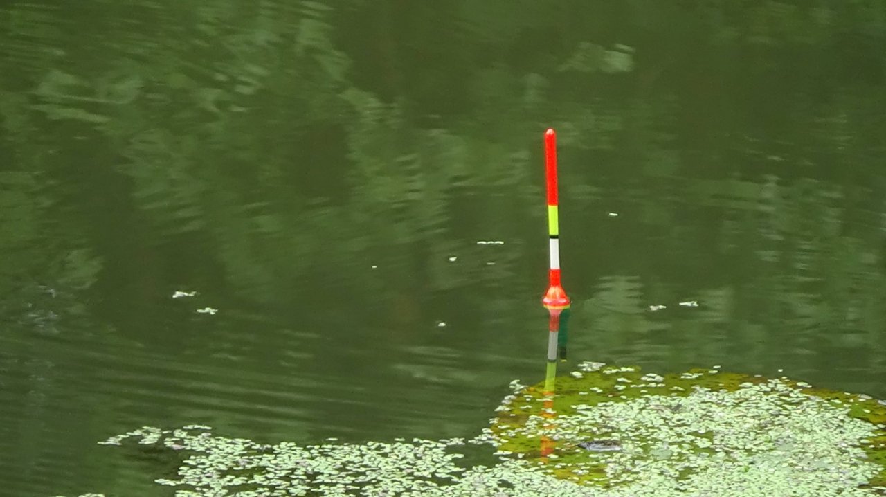 Рыбалка 24 августа на поплавок - есть ли линь  заливах малой речки?