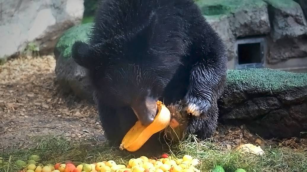 У медвежат Фимы и Дуси вкусный, фруктово-овощной завтрак.