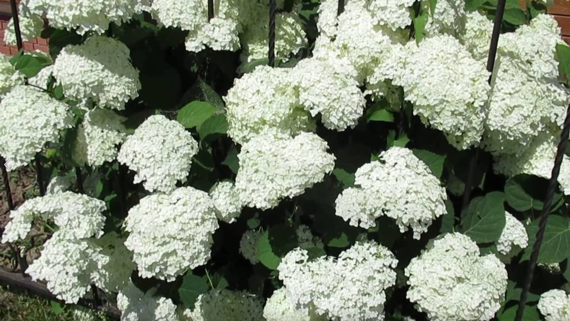 Когда ждать цветения гортензии после посадки