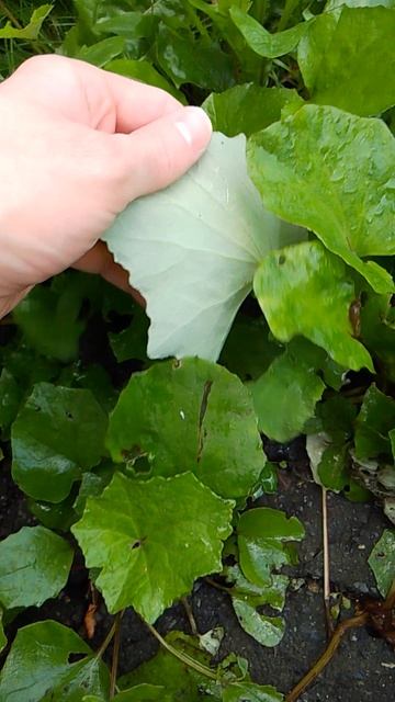 мать-и-мачеха