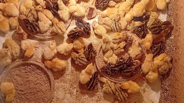 Разница между породами перепелов, новый вылуп перепелят.