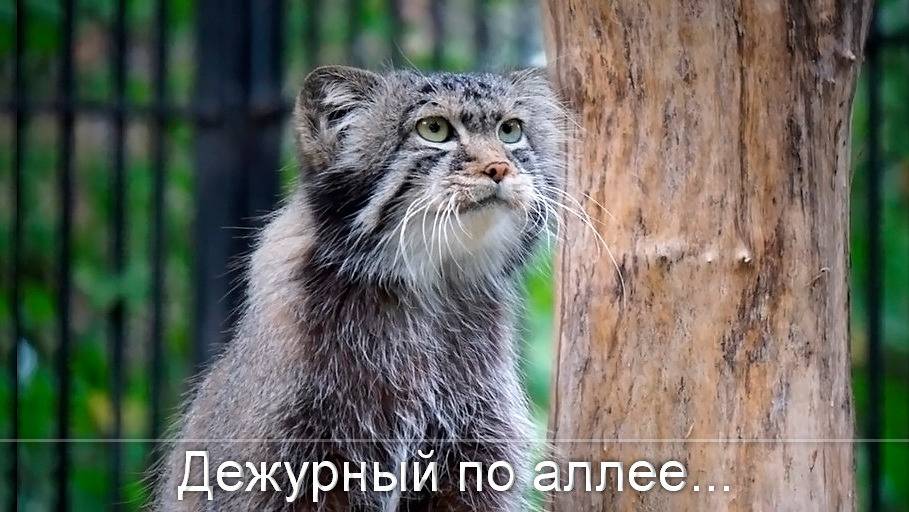 Дежурный по аллее манулов наблюдает за Евой, мадам Безбровкиной и котятами мамы Снежинки.