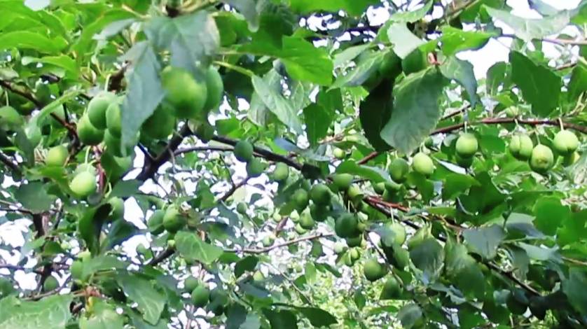 Чем подкармливаю сливу когда завязались плоды