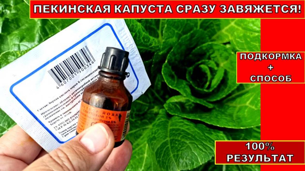 ПЕКИНСКАЯ КАПУСТА МОМЕНТАЛЬНО ЗАВЯЖЕТ КРЕПКИЙ КОЧАН! ПОДКОРМИ И СДЕЛАЙ ТАК ДЛЯ КОЧАНОВ КАПУСТЫ
