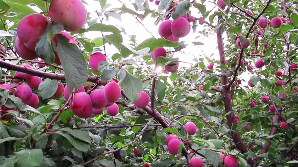 Невероятно обильный урожай сливы в августе 2025 г: обзор