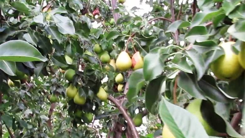 Большой урожай груш на дереве как результат борьбы с монилиозом