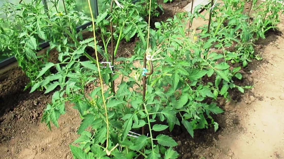 Обзор томатов в поликарбонатной теплице на 25 мая 2025 г