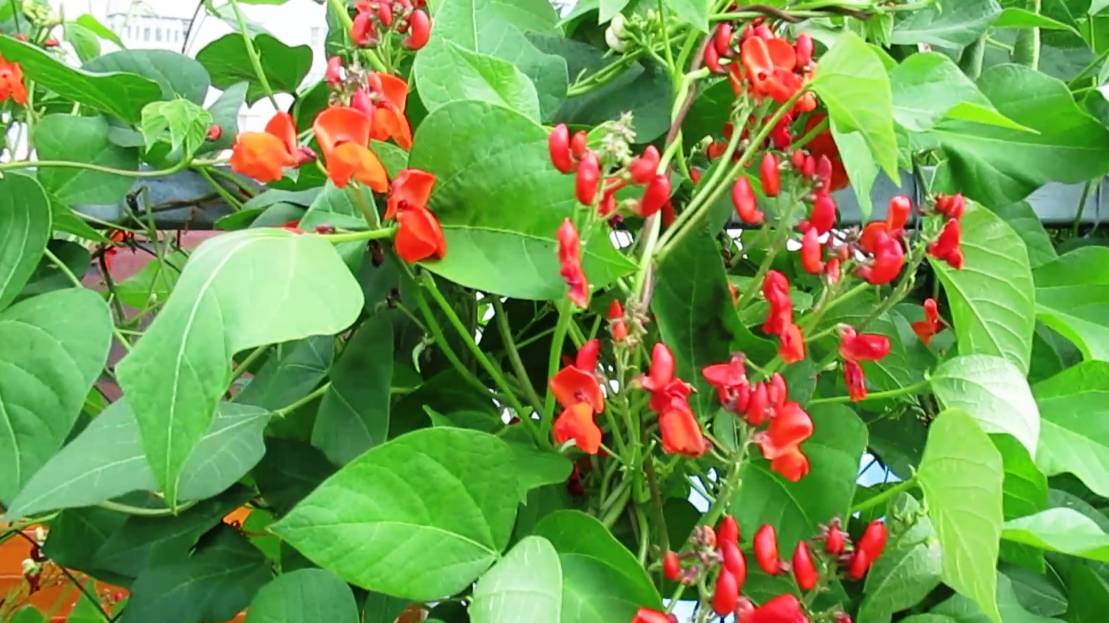 Нашла идеальный вариант живой изгороди из фасоли огненно красной