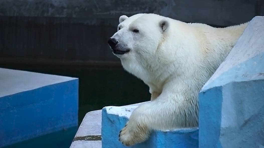 Медведица Герда наслаждается жизнью! Купание, снежная горка и легкая прогулка для здоровья!