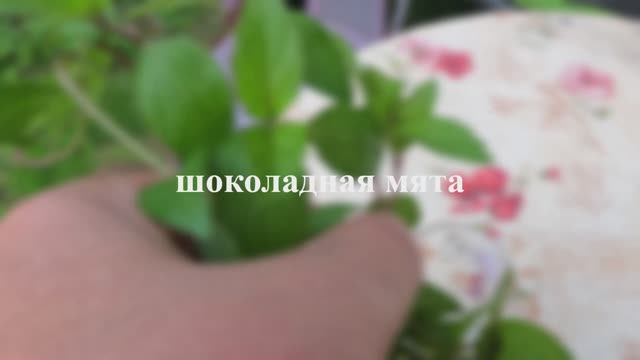 мята шоколадная