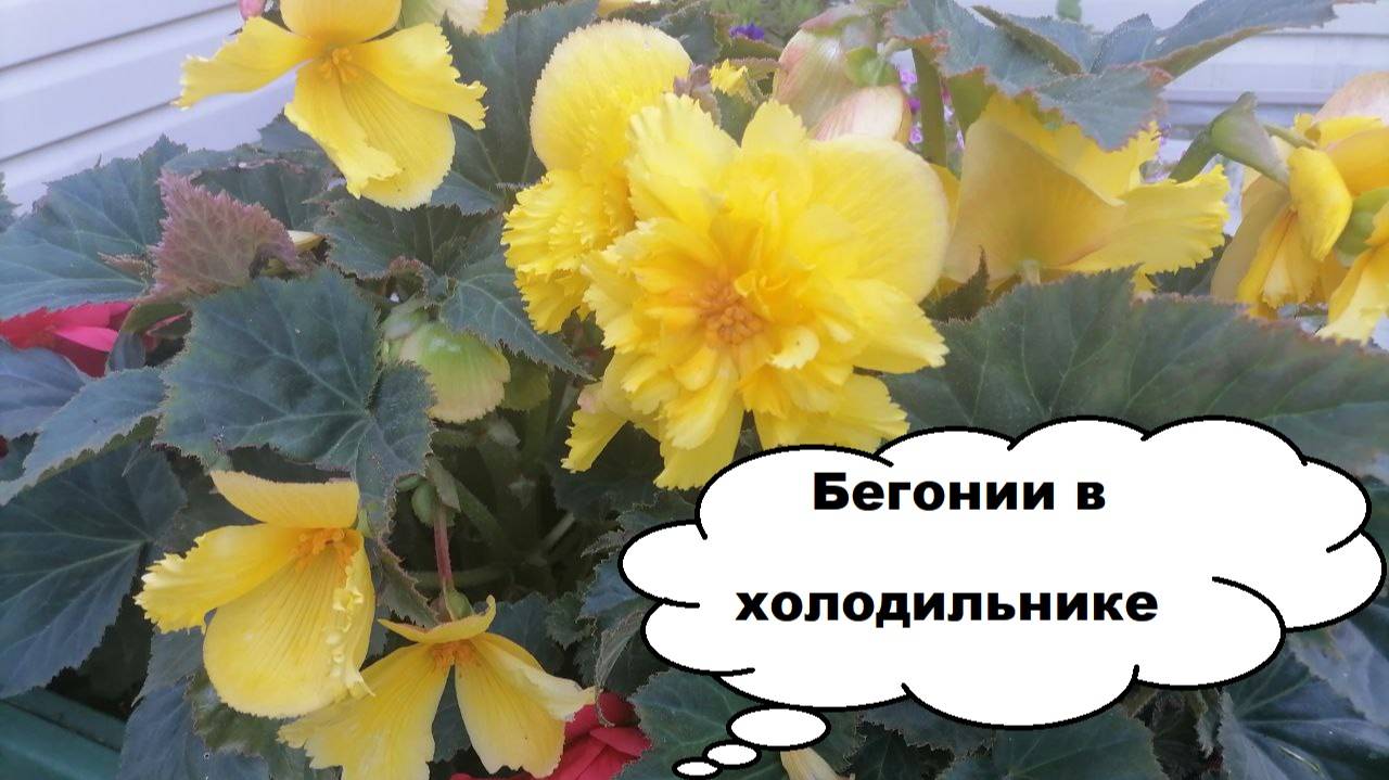 Бегонии осенью. Когда выкапывать, как хранить зимой?