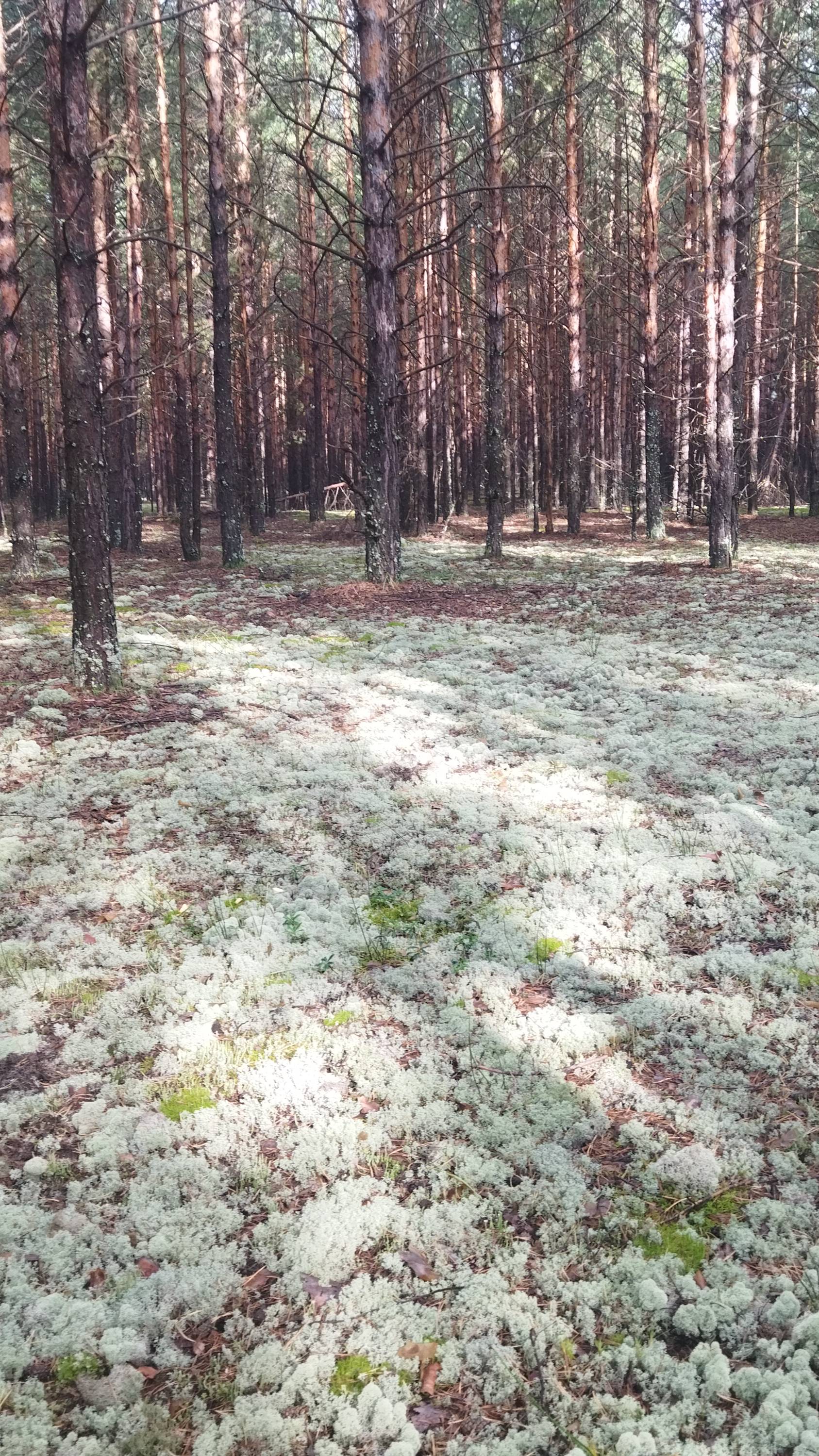 ГРИБЫ НА ДОРОГЕ