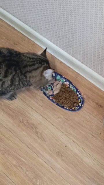 Каждый день одно и тоже. День сурка. Так у Барика начинается утро!