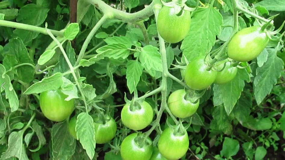 Как растут томаты в открытом грунте на 5 июля 2025 г обзор