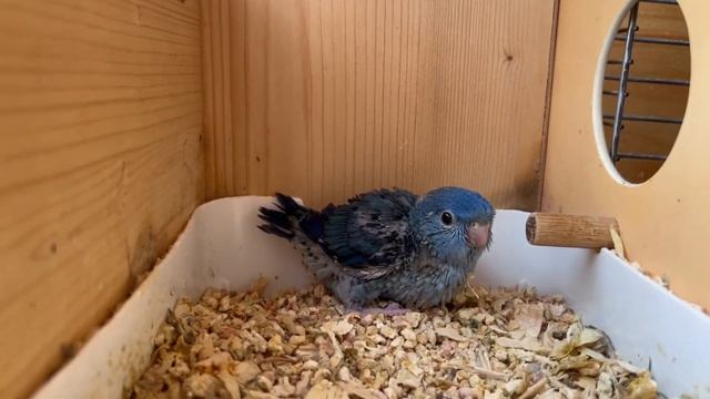 Один дома 2 (19 августа 2025)