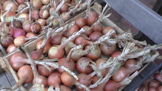 Итоги выращивания лука