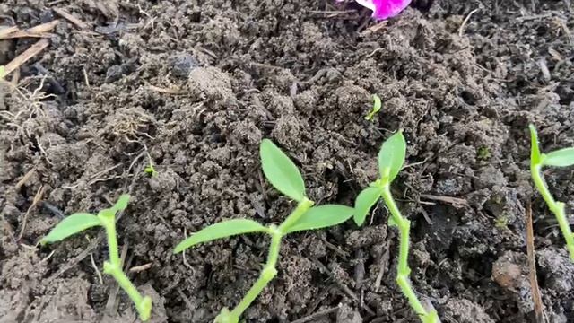 Петуния вегетативная. Черенкование