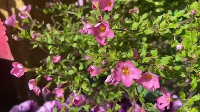 Бакопа красавица. Блутопия, сноутопия, пинктопия.