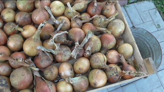 Подготовка лука и чеснока к хранению