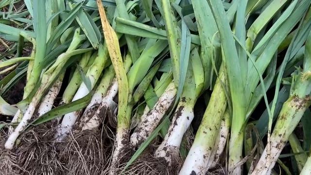 Лук порей «Жираф» и «Русский размер» выкапываю урожай