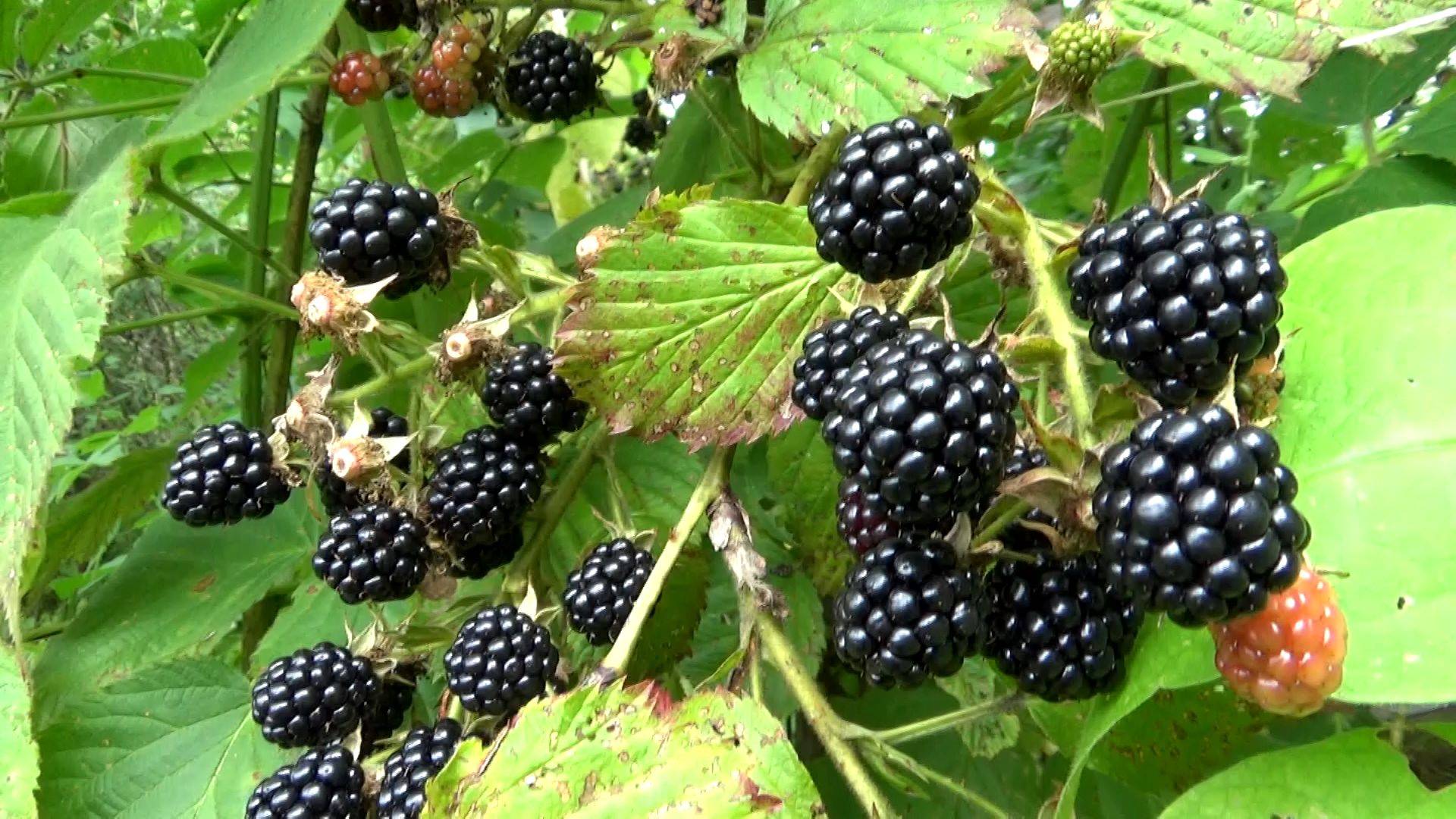 В дачном саду созрела ежевика