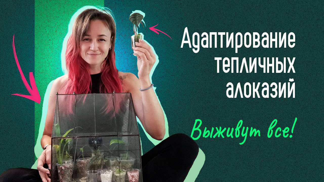 Адаптирование тепличных алоказий и других растений к жизни БЕЗ ПОВЫШЕННОЙ ВЛАЖНОСТИ!