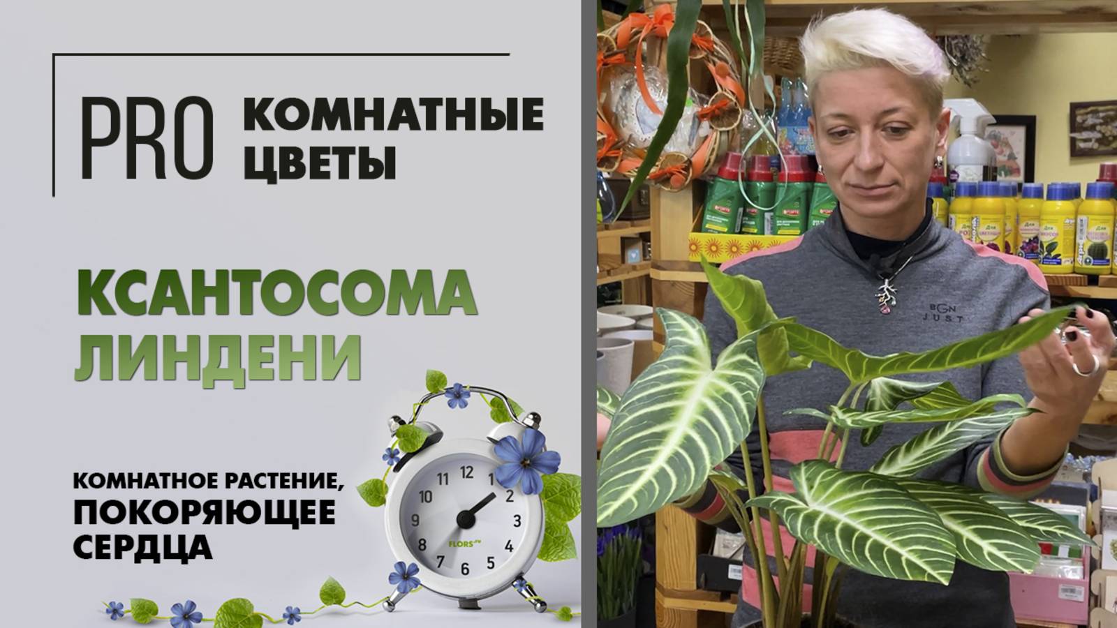 Ксантосома Линдени. Красивое комнатное растение с огромными листьями, покоряющее сердца.