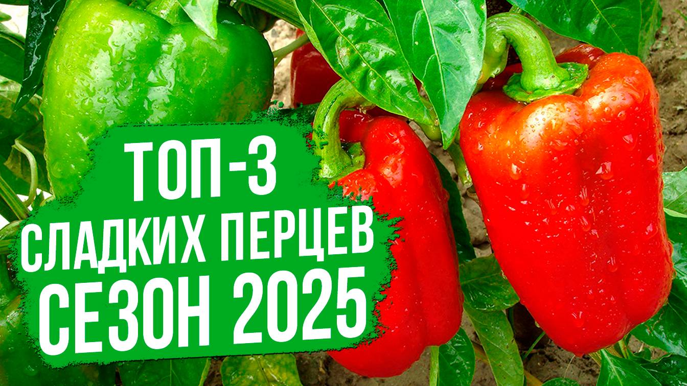 ТОП-3 сорта сладкого перца!