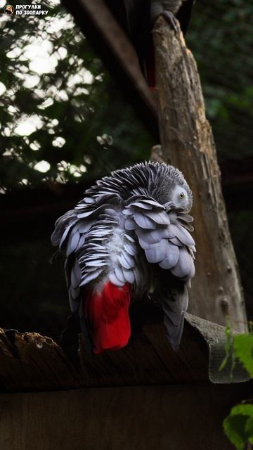 Краснохвостые жако чистят перья. Новосибирский зоопарк