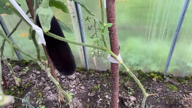 Баклажан «Илья Муромец». Вот такой большой баклажан вырос у меня