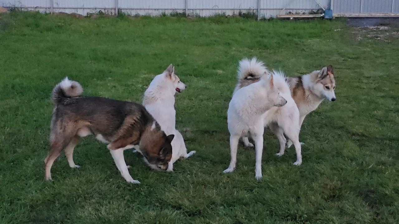 К лайкам по другому нельзя