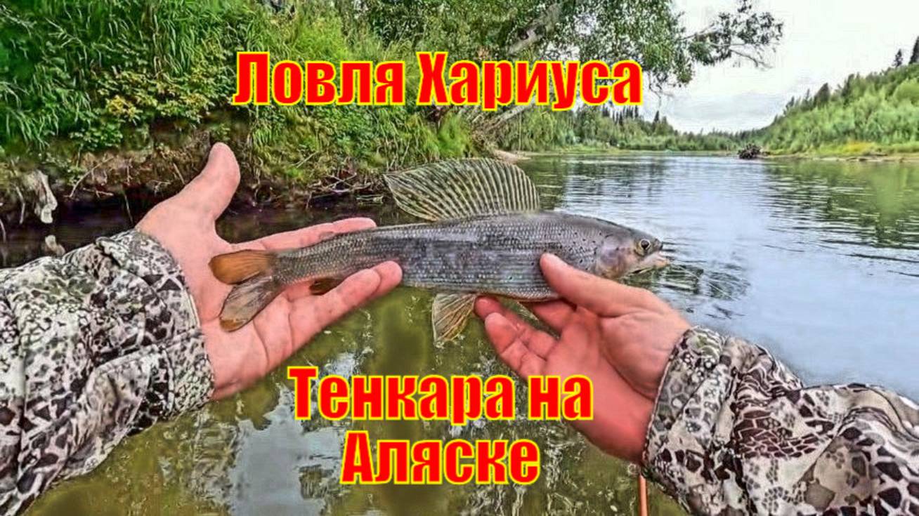 Ловля Хариуса Тенкара на Аляске
