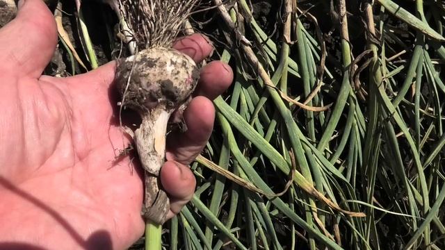 Уборка ярового чеснока 29.08.25.