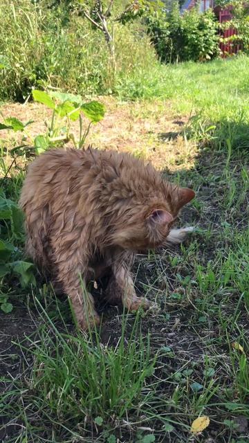 Почему Альфушка такой мокрый 😍
