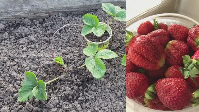 Клубника всегда крупная и очень много. 3 осенних правила обработки.