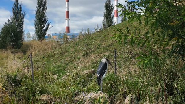 Сходили в зоопарк // Великолепный слон