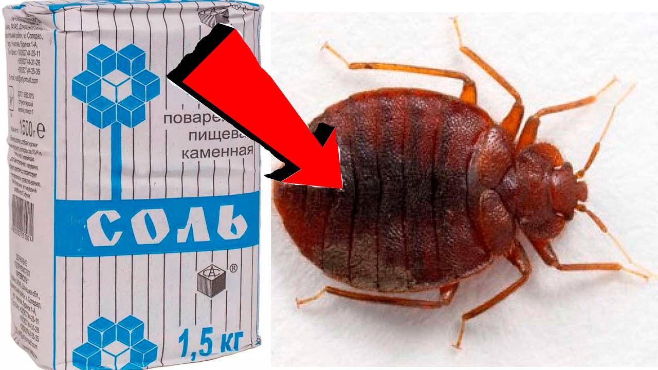 Как избавиться от клопов за 3 минуты в доме.!...!!!...!