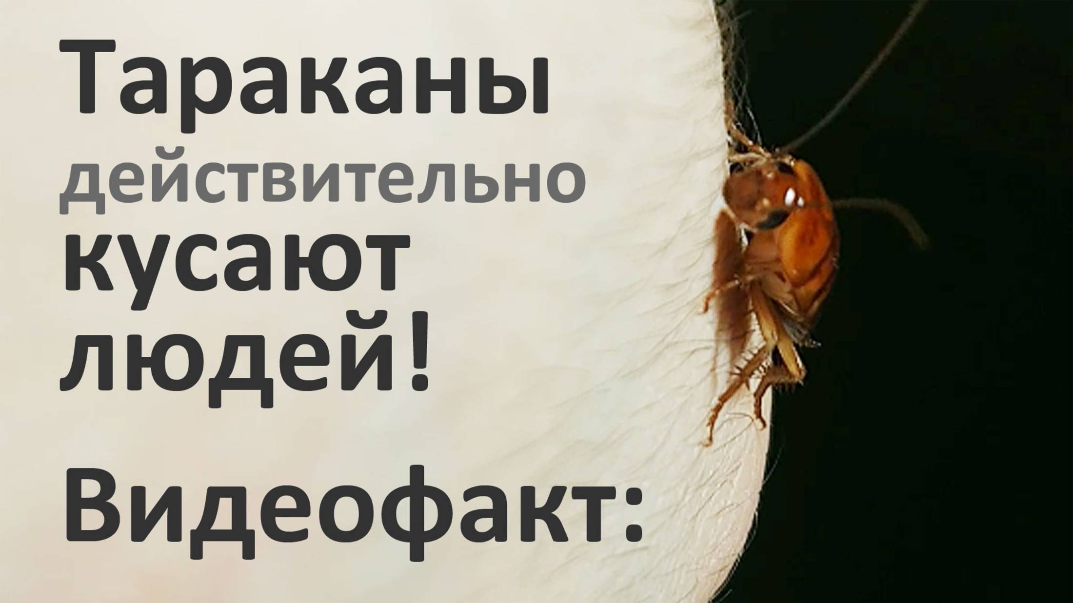 Показываем, как кусаются домашние тараканы и какие последствия их укусов остаются у людей