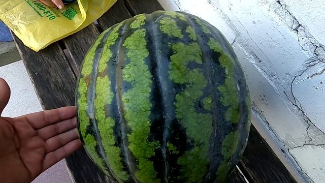 Арбуз из теплицы в разрезе 29.08.25.