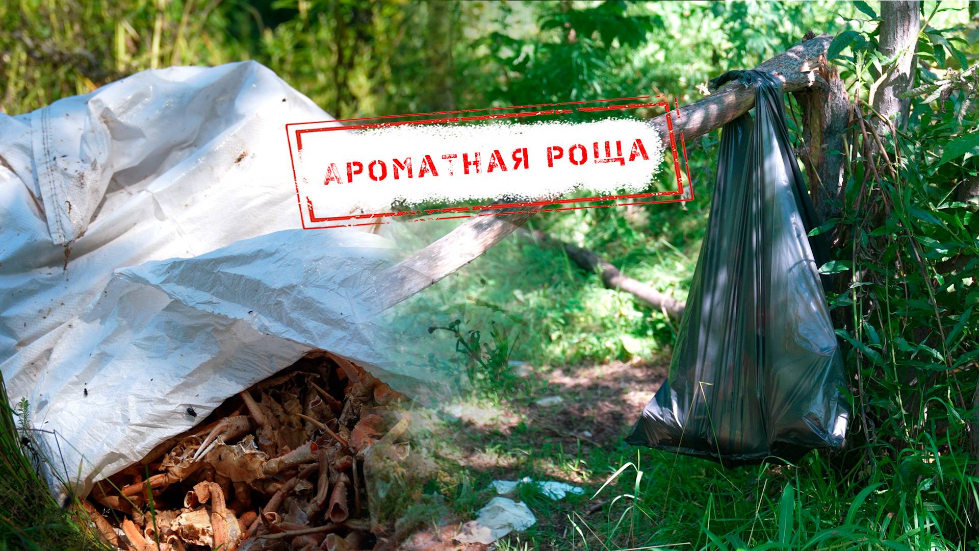 НОВОСТИ КАМЧАТКИ: АРОМАТНАЯ РОЩА