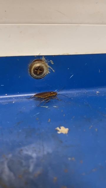 СРОЧНО ЗАЛЕТАЙ СТАСИК ТАРАКАСИК РУГАЕТСЯ