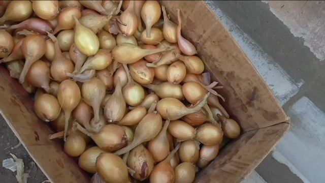 Обрезаю лук шалот перед хранением